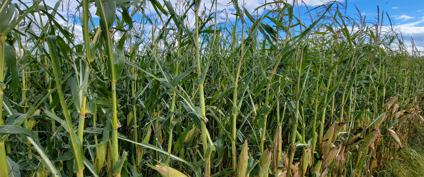 a field of corn that has been destroyed by hail