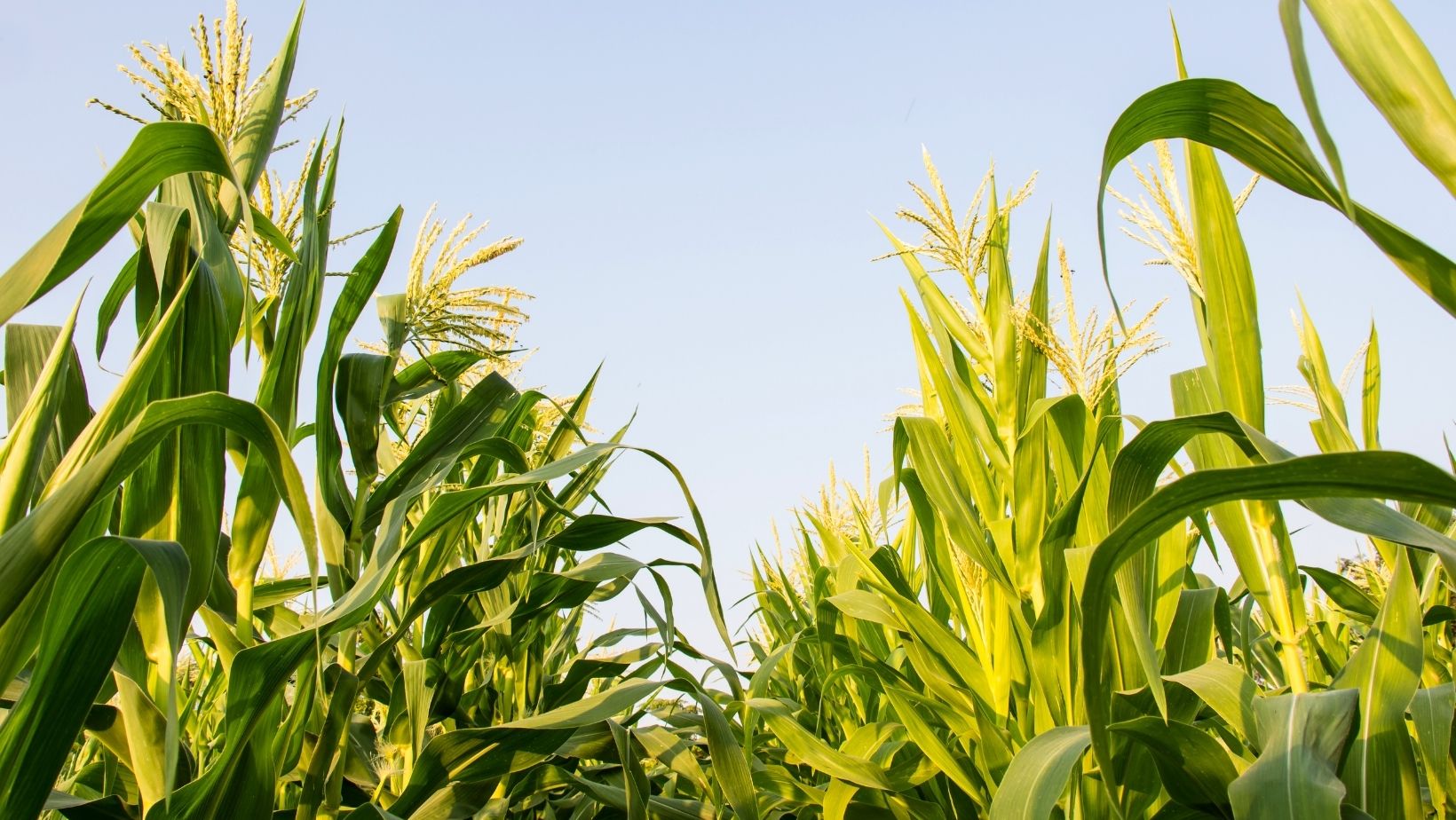 Cornfield up close