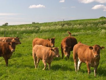 brown cows grazing in a green pasture