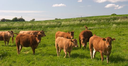 brown cows grazing in a green pasture
