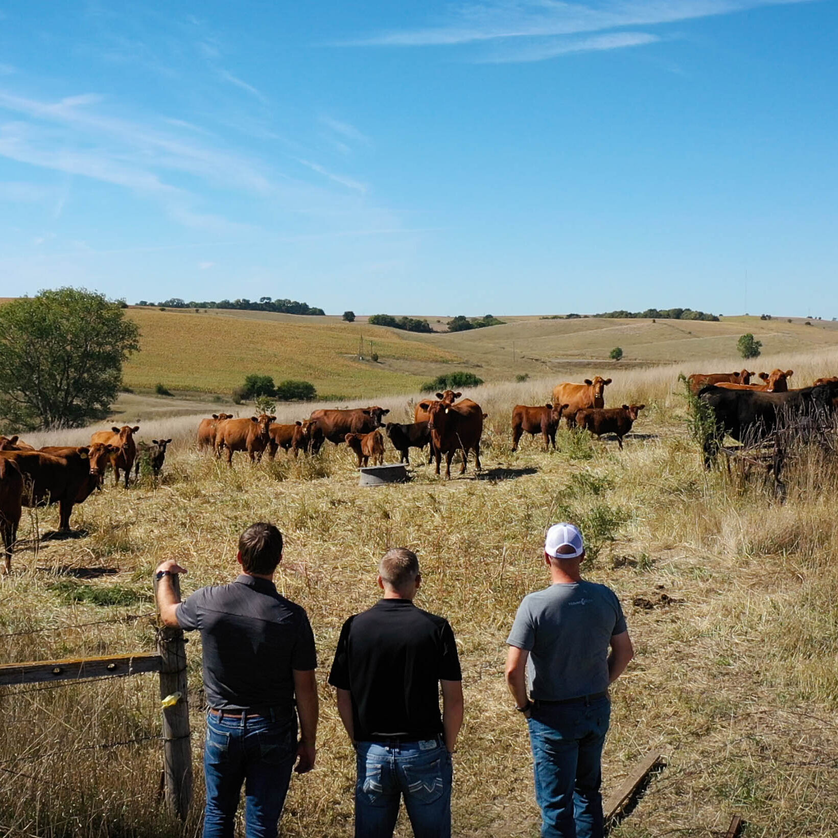 Banker and farmers standing in field looking out at cattle.