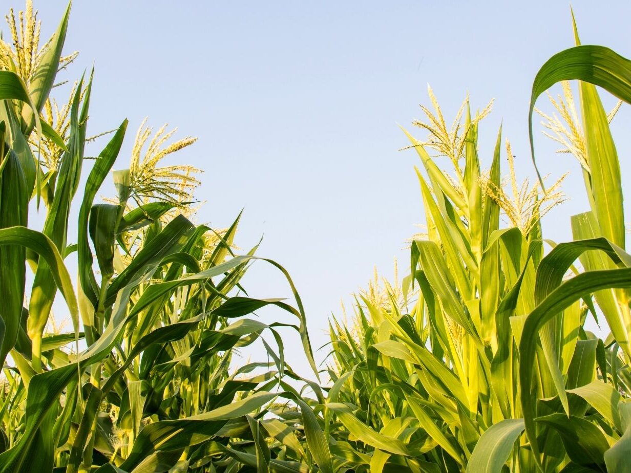 Cornfield up close