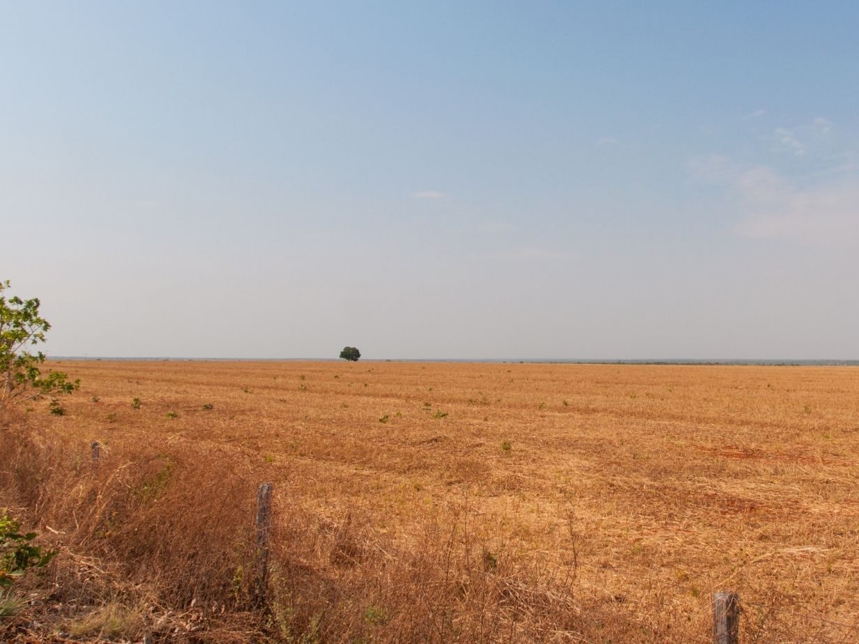 harvested wheat field